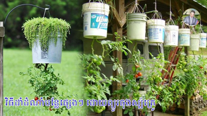 ​វិធីដាំ​ដំណាំ​បន្លែផ្សេងៗ ដោយ​ព្យួរ​ធុង​ស្ប៉េ​ត្រូ​