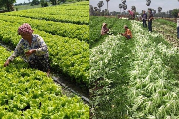 ប្រជាកសិករដាំដុះបន្លែសុវត្ថិភាពនៅ ស្រុកកញ្ជៀច ខេត្តព្រៃវែងមានការកើនឡើងច្រើនខុសពីឆ្នាំមុន!!