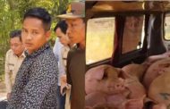 បេីកភ្លេីងខៀវហេីយរឿងអីមិនទៅ!!សមត្ថកិច្ចការិយាល័យផលិតកម្ម និងបសុព្យាបាលខេត្តស្វាយរៀង ចាប់ឡានដឹកជ្រូកខុសច្បាប់បានហើយ តែមានអ្នកក្លាហានកាងរំដោះទៅដោយសុវត្ថិភាព!!