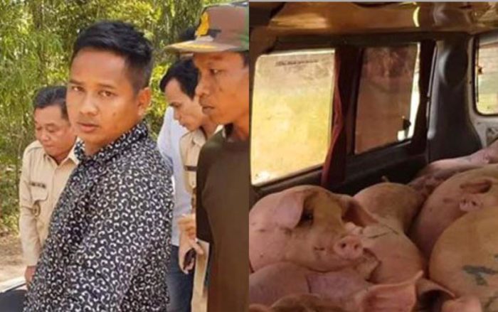 បេីកភ្លេីងខៀវហេីយរឿងអីមិនទៅ!!សមត្ថកិច្ចការិយាល័យផលិតកម្ម និងបសុព្យាបាលខេត្តស្វាយរៀង ចាប់ឡានដឹកជ្រូកខុសច្បាប់បានហើយ តែមានអ្នកក្លាហានកាងរំដោះទៅដោយសុវត្ថិភាព!!