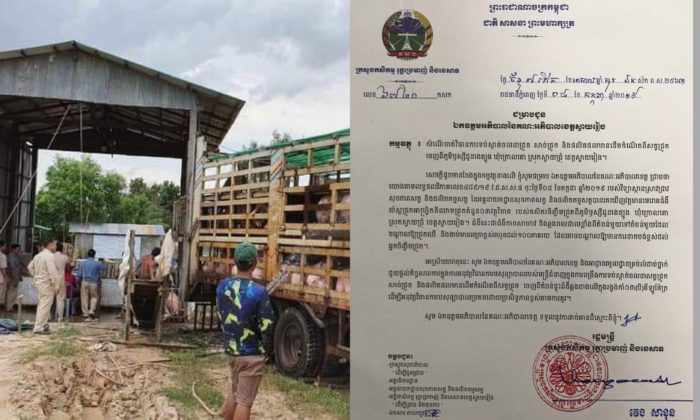 ជំងឺប៉េស្តជ្រូកអាហ្វ្រិក រាលដាលដល់ខេត្តស្វាយរៀងហើយ!!