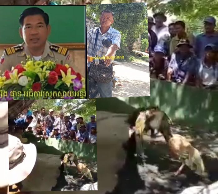 ល្បែងសុីសងមាន់ជល់ នៅឃុំមេបុណ្យ ស្រុកស្វាយអន្ទរអាជ្ញាធរនិងសមត្ថកិច្ច មិនបង្ក្រាប