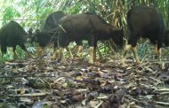 វត្តមាន​នៃ​កូន​សត្វខ្ទីង​ជាច្រើនក្នុងតំបន់ការពារធម្មជាតិ!