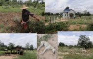 ចោរបំពុលឆ្កែងាប់ហើយចូលលួចដឹកមេគោអ្នកស្រុកចេញពីក្រោលអស់ចំនួន៤ក្បាលដោយសុវត្ថិភាព