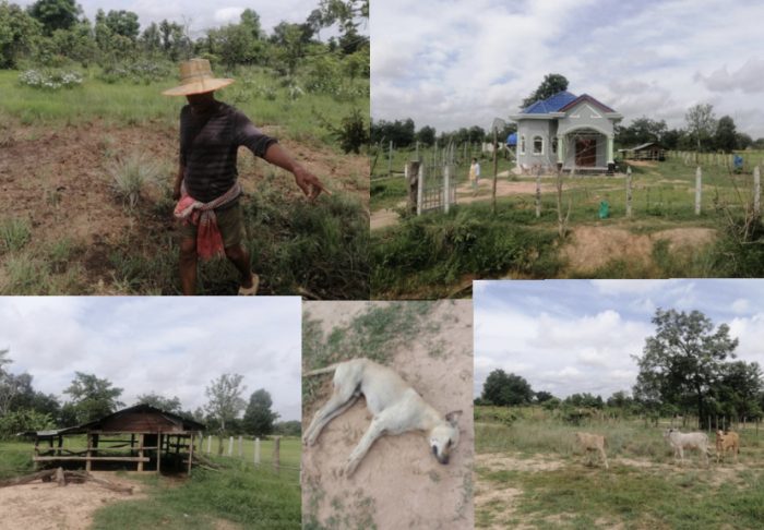 ចោរបំពុលឆ្កែងាប់ហើយចូលលួចដឹកមេគោអ្នកស្រុកចេញពីក្រោលអស់ចំនួន៤ក្បាលដោយសុវត្ថិភាព
