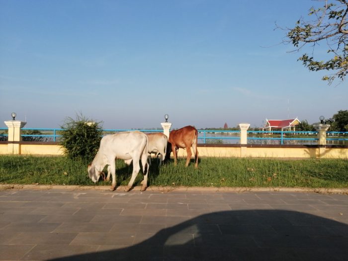 អ្នកធ្វើដំណើរតាមដងផ្លូវក្នុងទីប្រជុំជនមានការព្រួយបារម្មណ៏ចំពោះសត្វគោដែលម្ចាស់លែងឲ្យដើរពាលវាល ពាសកាលពេញថ្នល់ គ្មានក្រលុស